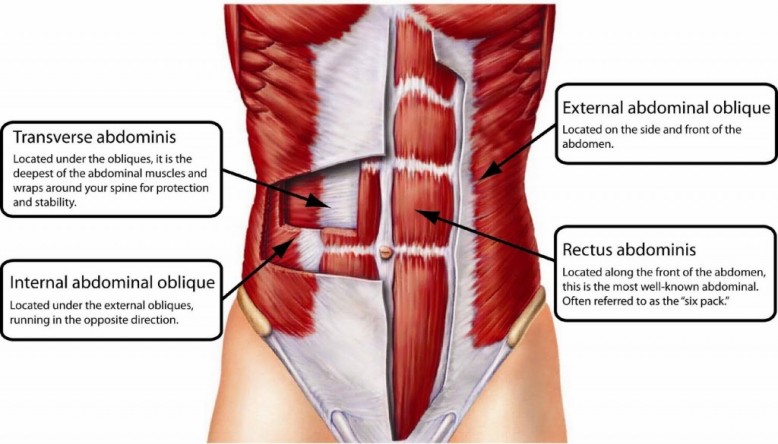 abdominal-muscles-anatomy-1024x585
